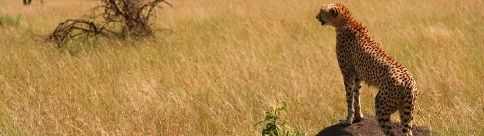 Luxury African Safaris